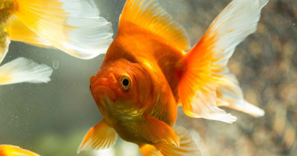 How Much Her Landlord Charged Her For A PET FISH Is Beyond Insanity….